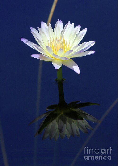 Lotus Greeting Card featuring the photograph Lotus Reflection by Paula Guttilla