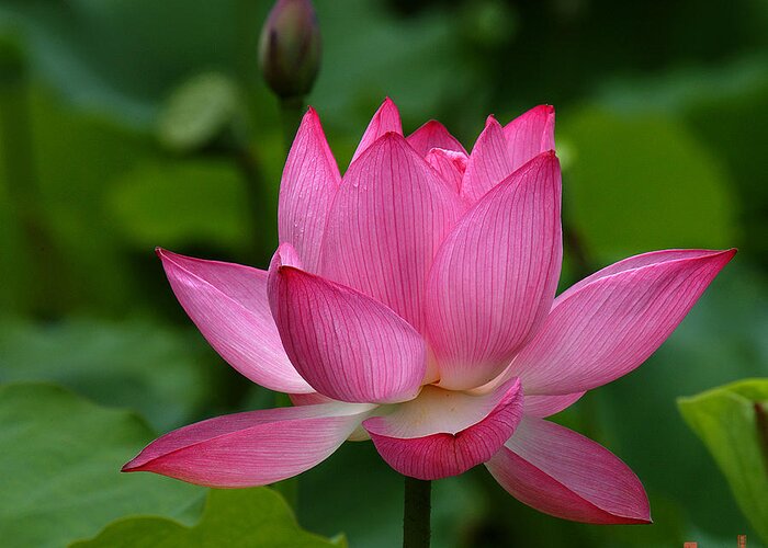 Nature Greeting Card featuring the photograph Lotus--Shades of Past and Future DL029 by Gerry Gantt