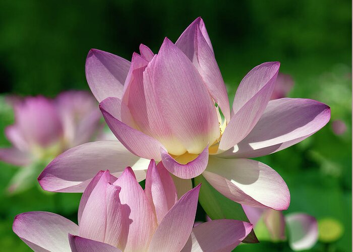 Lotus Greeting Card featuring the photograph Lotus--Sisters i DL0082 by Gerry Gantt
