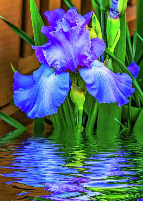 Flora Greeting Card featuring the photograph Love Is Blue 2 by Steve Harrington