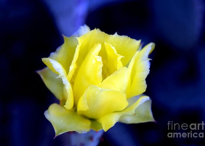 Arizona Greeting Card featuring the photograph Love Is Blue by Janet Marie