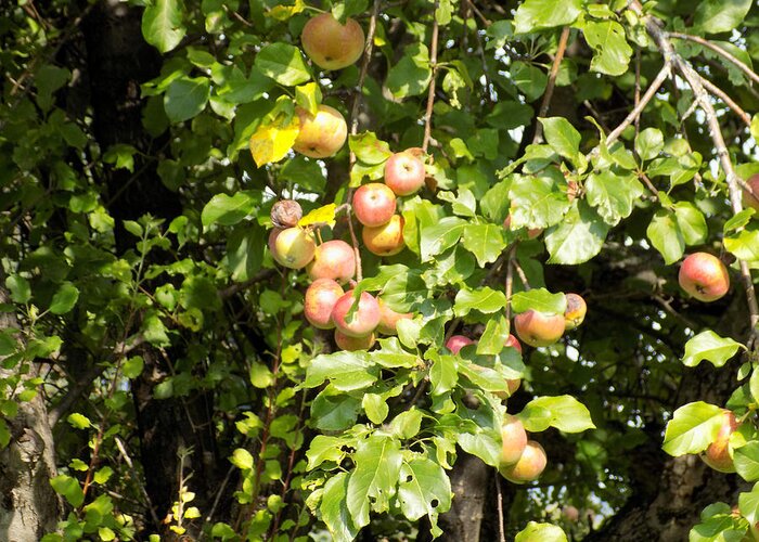 Apples Greeting Card featuring the photograph Lovely Apples on the Tree by William Tasker