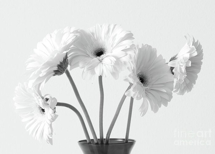 Flowers Greeting Card featuring the photograph Lovely Gerberas by Anita Oakley
