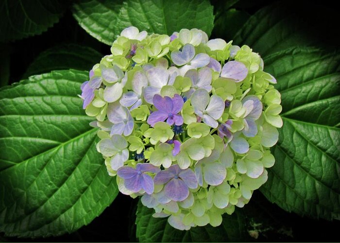 Hydrangea Greeting Card featuring the photograph Lovely Hydrangea by Cynthia Guinn