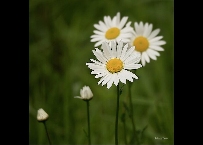 Daisies Greeting Card featuring the photograph Loves Me, Loves Me Not by Rebecca Samler