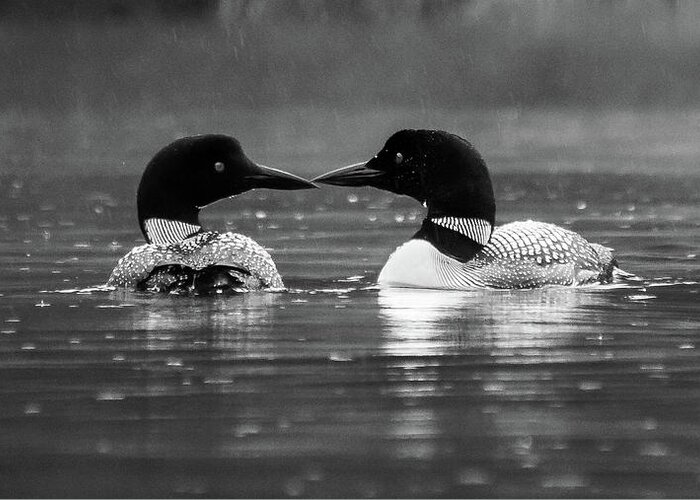 Black And White Greeting Card featuring the photograph Loving Loons by Darryl Hendricks
