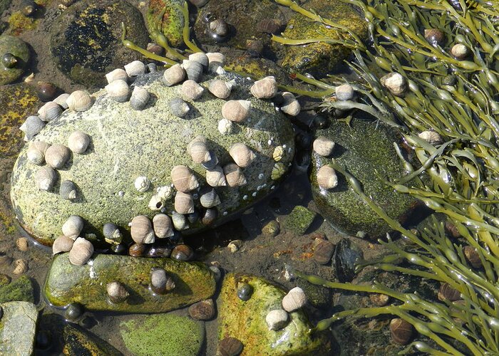 Life At Low Tide For An Hour Or Two.  Greeting Card featuring the photograph Low Tide Snails by Deborah Ferree