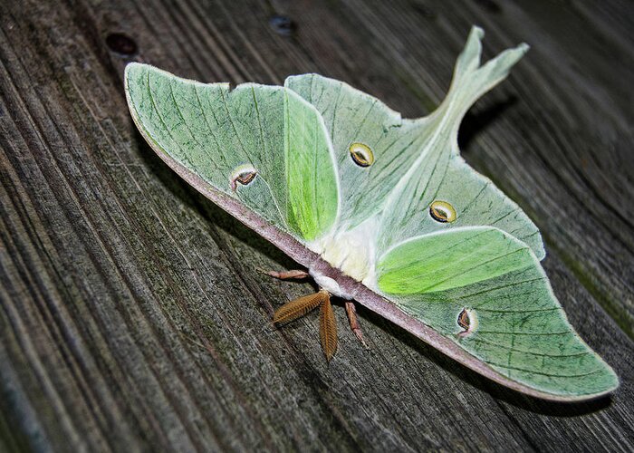 Luna Greeting Card featuring the photograph Luna Moth by Amber Flowers
