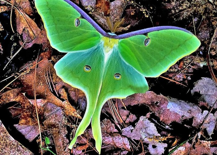 Butterfly Greeting Card featuring the photograph Luna Moth by Gary Edward Jennings