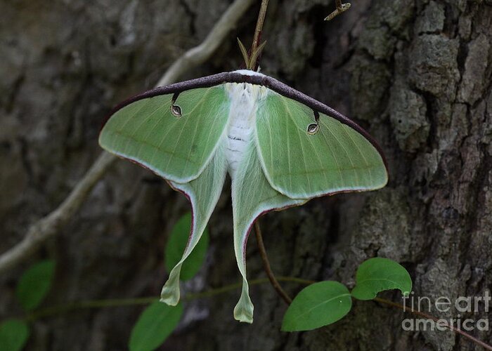 Luna Moth.actias Luna Greeting Card featuring the photograph Luna Moth by Matt Cormons