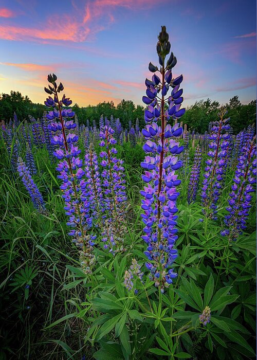 Lupine Greeting Card featuring the photograph Lupine At Sunset by Rick Berk