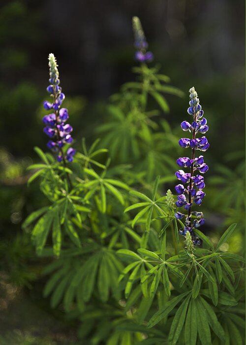 Lupine Greeting Card featuring the photograph Lupine by Chad Dutson
