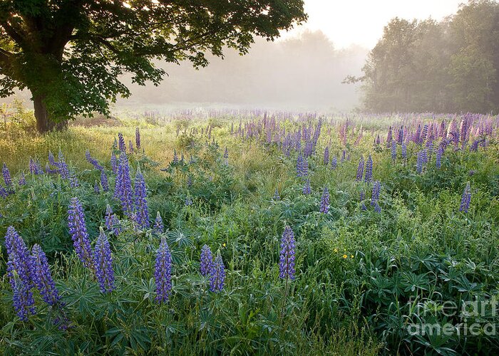 Fields Of Lupine Festival Greeting Card featuring the photograph Lupine Field by Susan Cole Kelly