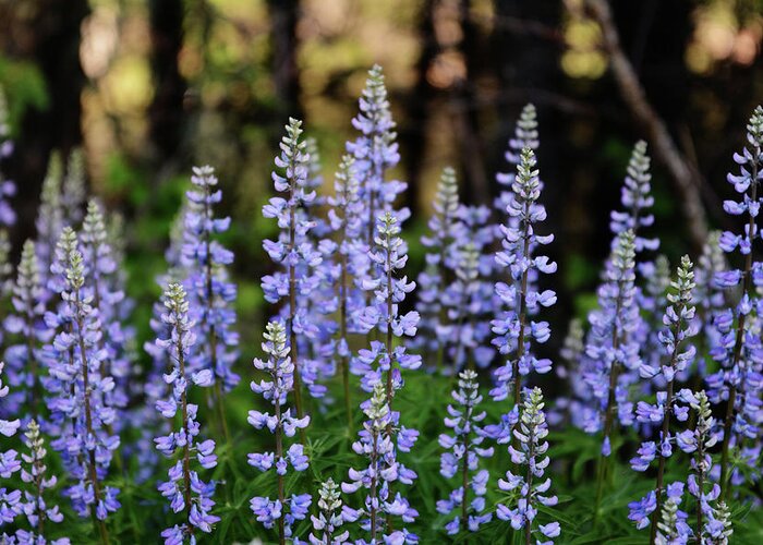 Lupine Greeting Card featuring the photograph Lupine in Montana 3 by Whispering Peaks Photography