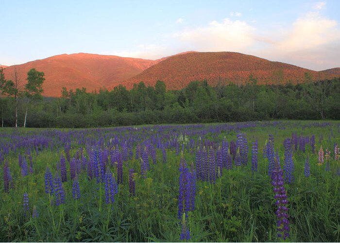 White Mountains Greeting Card featuring the photograph Lupine Meadow and Northern Presidentials White Mountains by John Burk