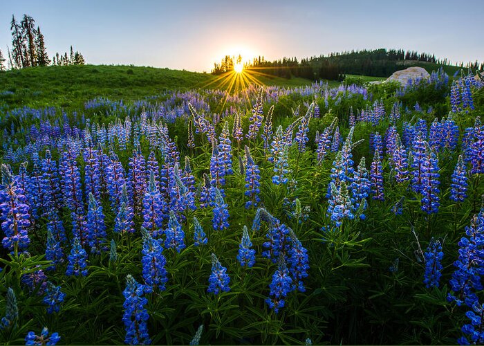 Lupine Greeting Card featuring the photograph Lupine Meadow by Dustin LeFevre