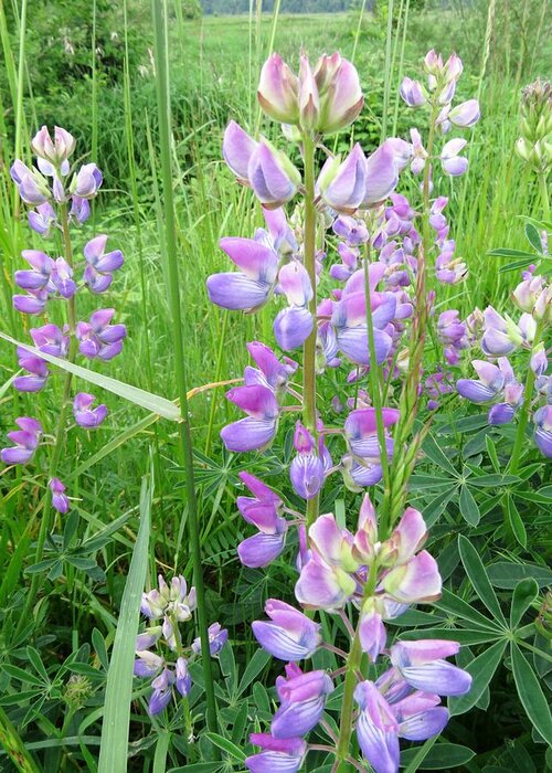 Streambank Lupine Greeting Card featuring the photograph Lupine Time by I'ina Van Lawick