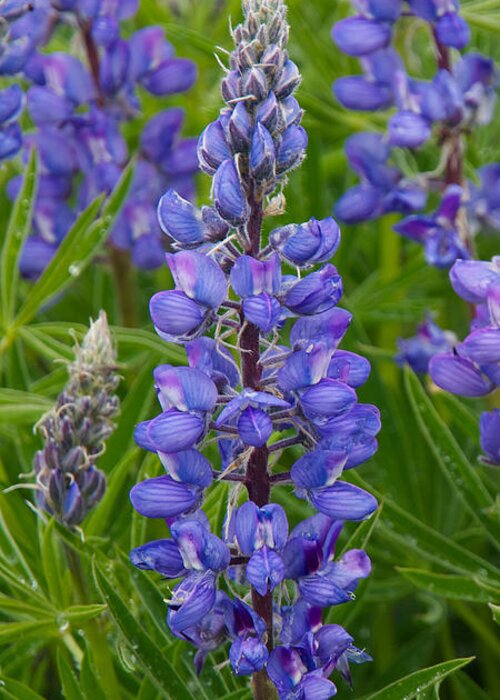 Lupine Greeting Card featuring the photograph Lupine Wildflower Vertical by Aaron Spong