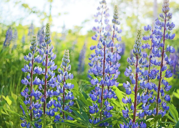 Lupines Greeting Card featuring the photograph Lupines by Holly Ross
