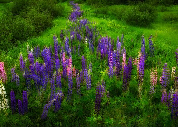 Wildflowers Greeting Card featuring the photograph Lupins Lane by Irwin Barrett