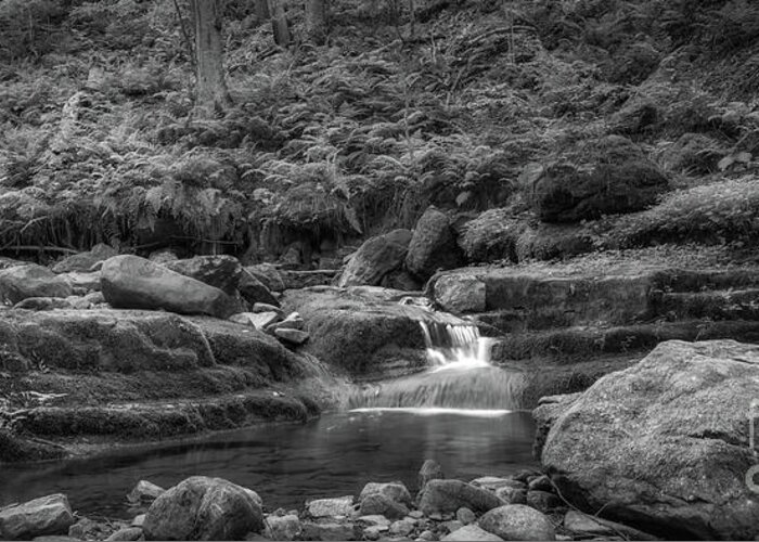 Dunnfield Creek Greeting Card featuring the photograph Luscious Green Ferns in BW by Michael Ver Sprill