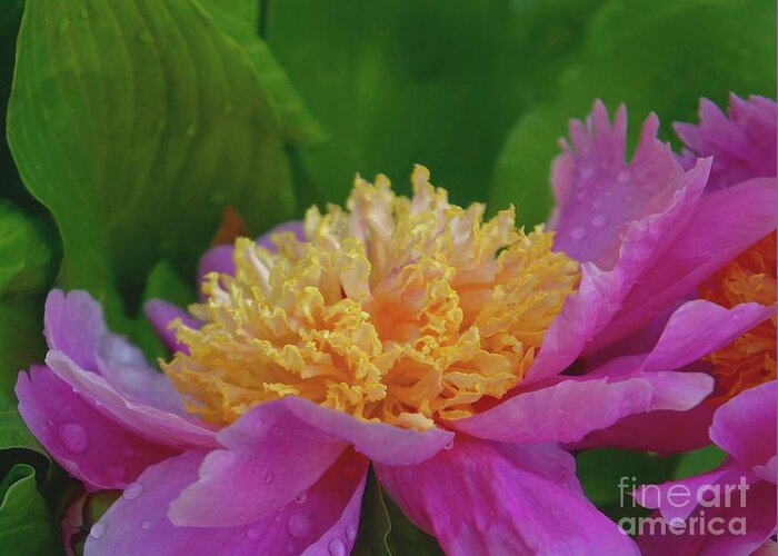 Peony Greeting Card featuring the photograph Luscious Peony by Lilliana Mendez