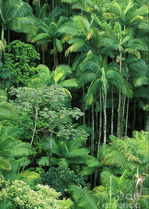 Above Greeting Card featuring the photograph Lush Rainforest by Ron Dahlquist - Printscapes