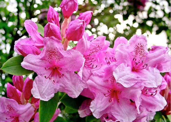 Lush Greeting Card featuring the photograph Lush spring of the pink rhododendrons. by Elena Perelman