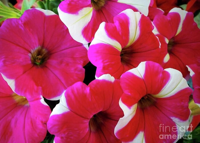 Petunia Greeting Card featuring the photograph Luxuriant Petunia by Jasna Dragun