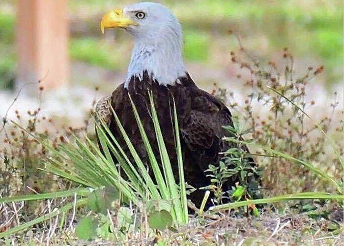 Bald Eagle Greeting Card featuring the photograph M15 by Liz Grindstaff