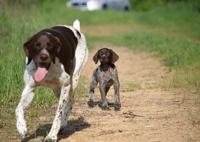 German Shorthair Greeting Card featuring the photograph Macie Pup and Millie by Brook Burling
