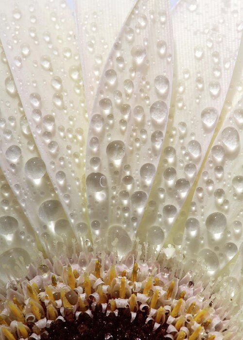 Daisy Greeting Card featuring the digital art Macro close up of a daisy flower by Mark Duffy