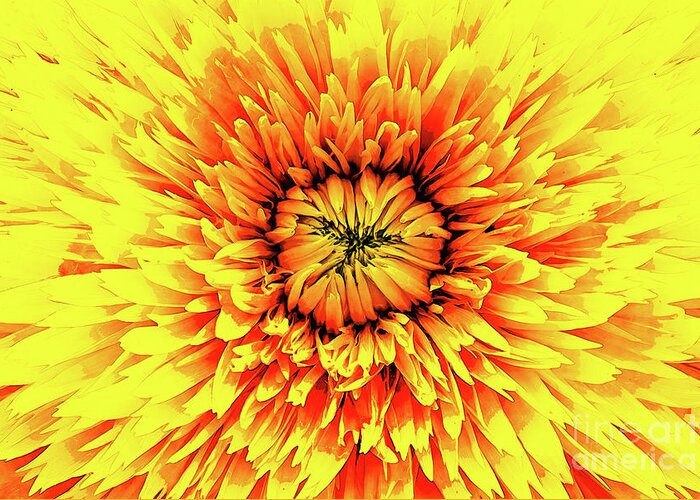 Macro Greeting Card featuring the digital art Macro Flower Petals by Phil Perkins