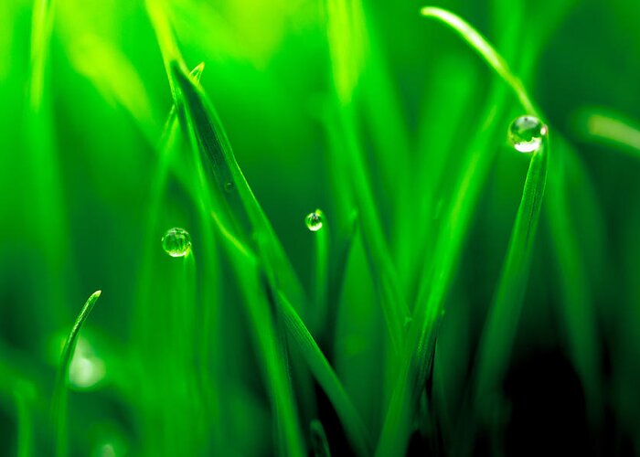 Background Greeting Card featuring the photograph Macro image of fresh green grass by John Williams