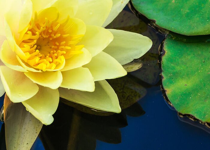 Yellow Water Lily Greeting Card featuring the photograph Macro Image of Yellow Water Lilly by John Williams