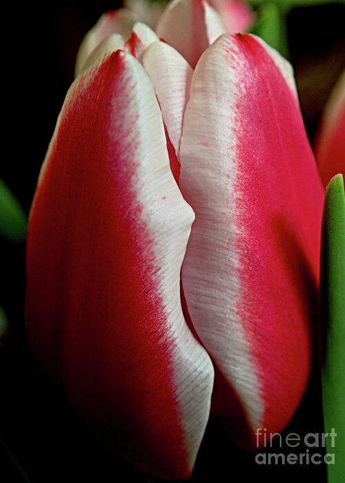 Fineartroyal Greeting Card featuring the photograph Macro Tulip by FineArtRoyal Joshua Mimbs