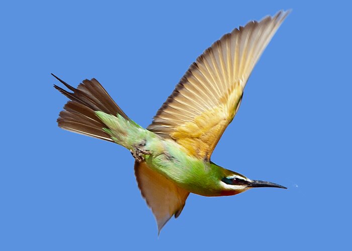Bee-eater Greeting Card featuring the photograph Madagascar Bee-eater T-shirt by Tony Mills