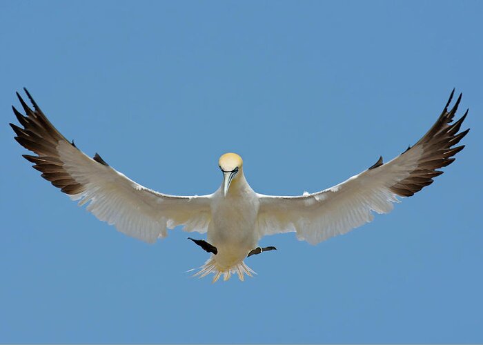 Northern Gannet Greeting Card featuring the photograph Maestro by Tony Beck
