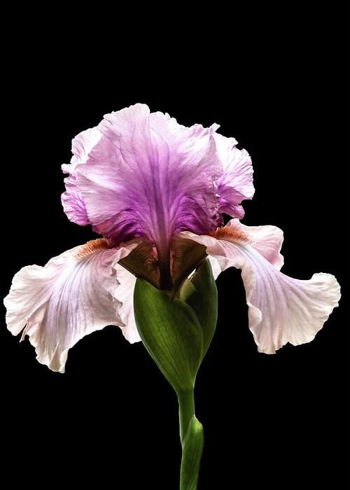 Iris Greeting Card featuring the photograph Magenta Iris by Mike Stephens