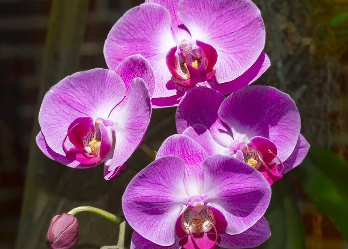 Flower Greeting Card featuring the photograph Magenta Orchids by Bob Slitzan