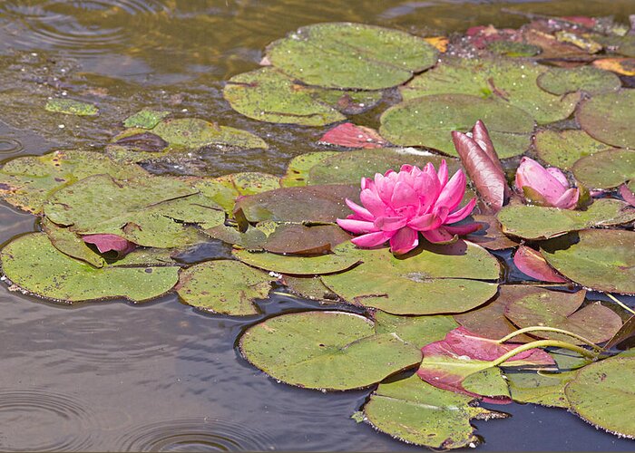 Water Greeting Card featuring the photograph Magenta Water Hyacinth by Peter J Sucy