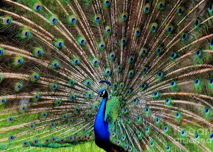 Peacock Greeting Card featuring the photograph Magestic by Julie Adair