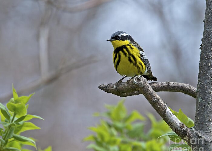 Magnolia Warbler Greeting Card featuring the photograph Maggie... by Nina Stavlund