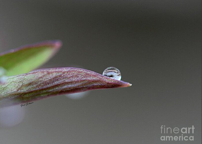 Droplets Greeting Card featuring the photograph Magical ball by Yumi Johnson