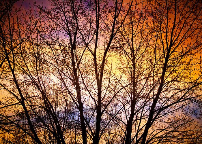 Silhouette Greeting Card featuring the photograph Magical Colorful Sunset Tree Silhouette by James BO Insogna