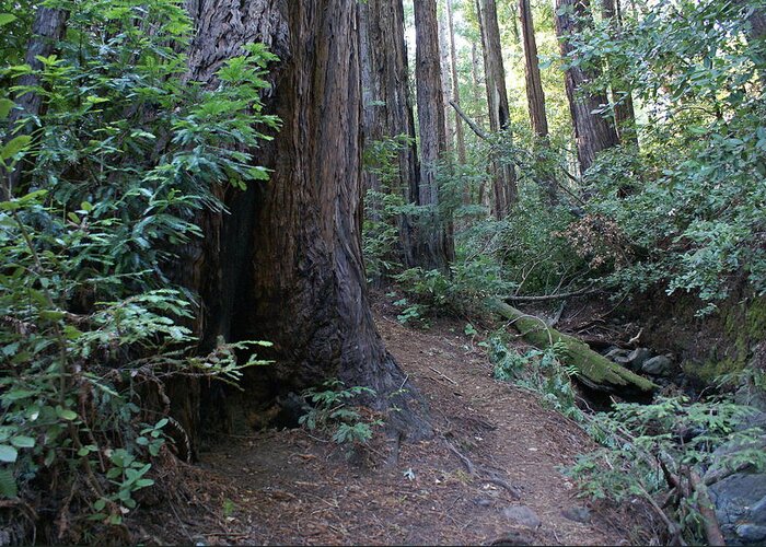 Mount Tamalpais Greeting Card featuring the photograph Magical Path Through the Redwoods on Mount Tamalpais by Ben Upham III
