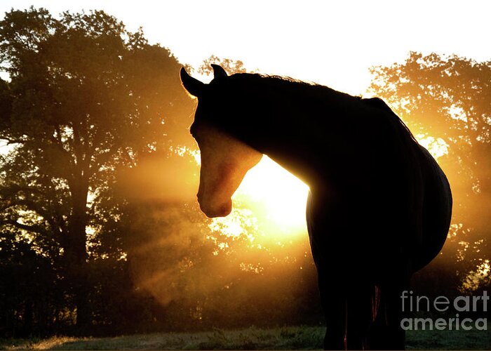 Horse Greeting Card featuring the photograph Magical Sunrise by Sari ONeal