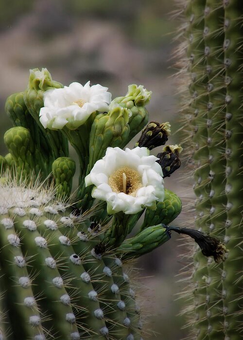 Arizona Greeting Card featuring the photograph Magnificant Bloom of the Saguaro by Lucinda Walter