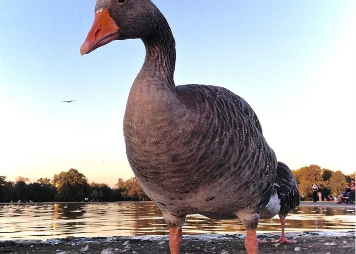 Goose Greeting Card featuring the photograph Magnificent Goose by Kate Gibson Oswald