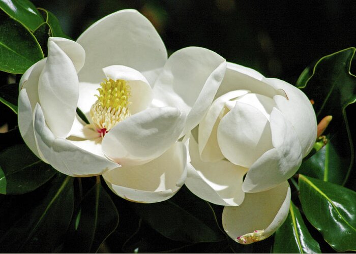 Nature Greeting Card featuring the photograph Magnolia Bliss by Bess Carter